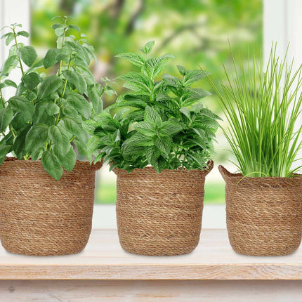 3x seaweed flower pot with handle