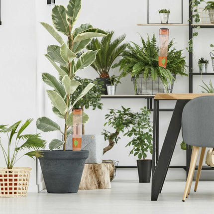 4 pot watering cans