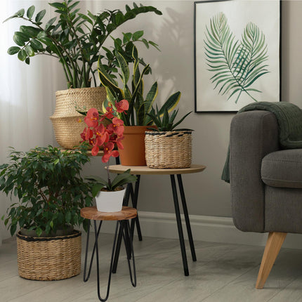 Acacia Wood Plant Stand – Round, Hairpin Legs