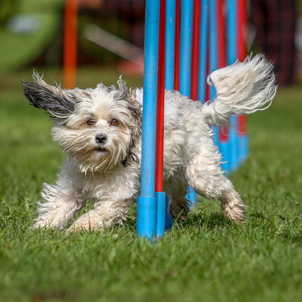 Agility for dogs Seesaw