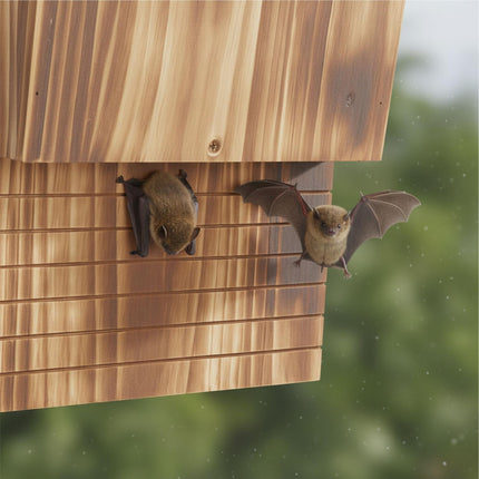 Bat Box Set, Flamed Fir Wood, 2 Pieces