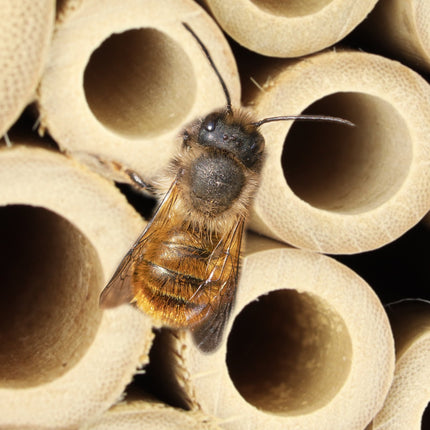 Bee hotel for wild bees