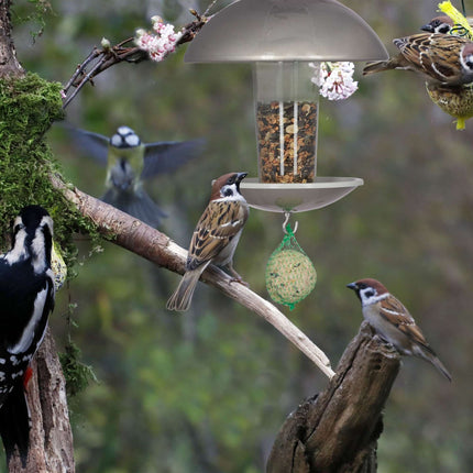 Bird feeder on a stick