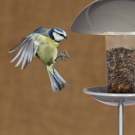 Bird feeder on a stick
