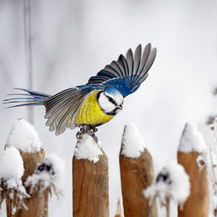 Bird feeder window