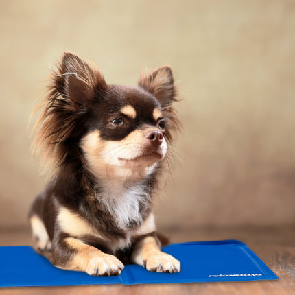 Blue cooling mat for dogs