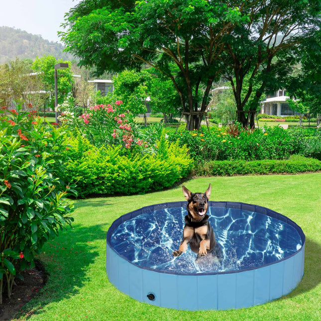 Blue dog pool