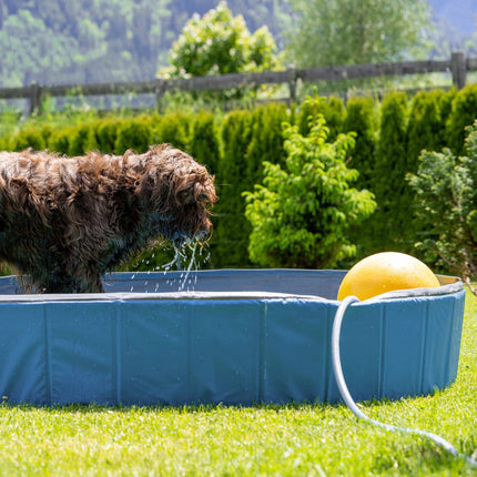 Blue dog pool