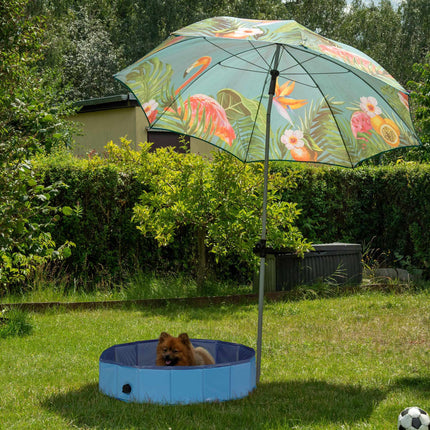 Blue dog pool