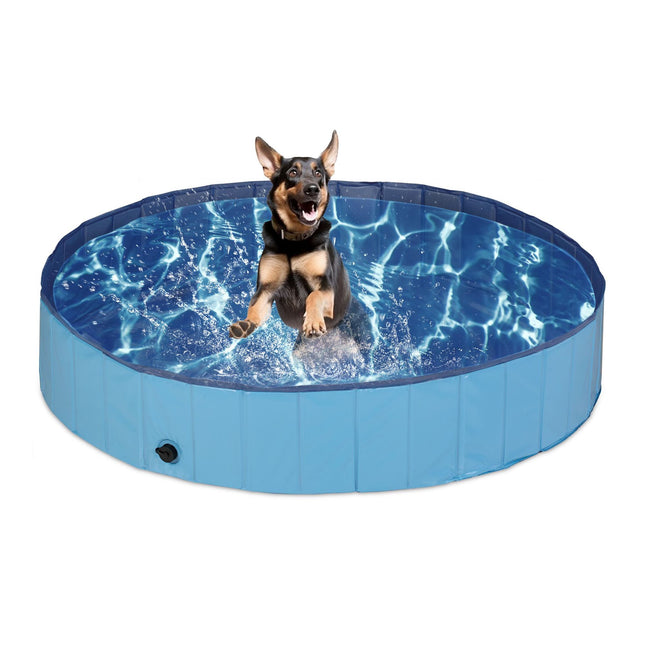Blue dog pool
