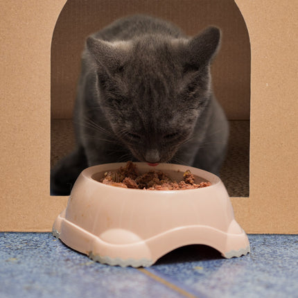Cardboard cat house with scratching board