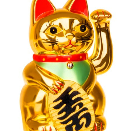 Chinese cat - golden