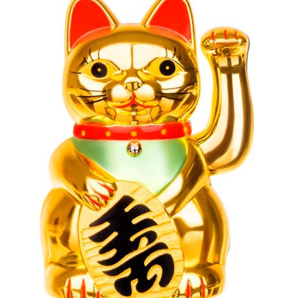 Chinese cat - golden