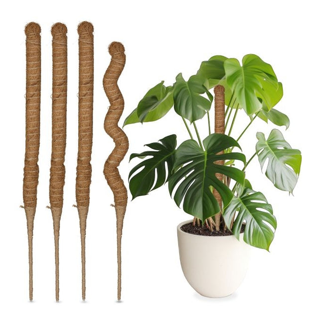 Coconut sticks 60 cm