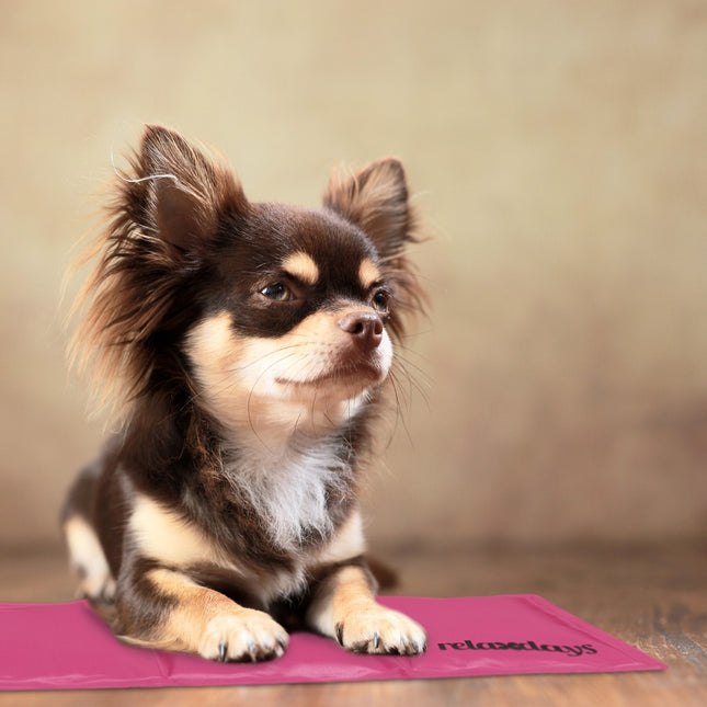 Cooling mat for dogs