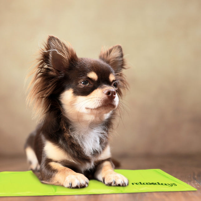 Cooling mat for dogs