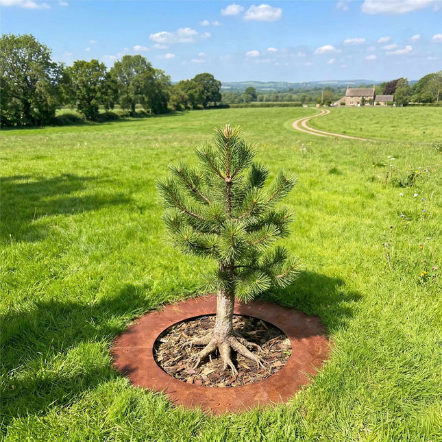 Corten Steel Tree Ring – Round Mowing Edge for Lawns