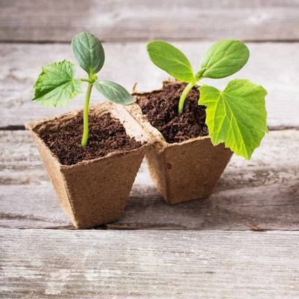 Cultivation pots 240 pcs.