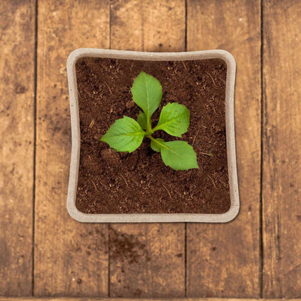 Cultivation pots set for 80 cuttings