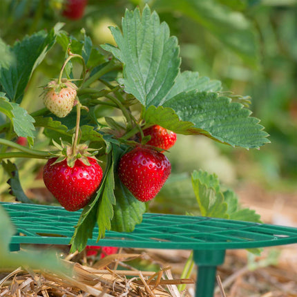 Cutter for strawberries, 20 pcs