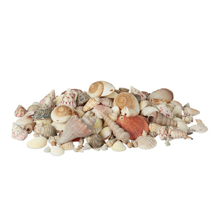 Decorative Seashell Set, 2 kg – Sea & Snail Shells