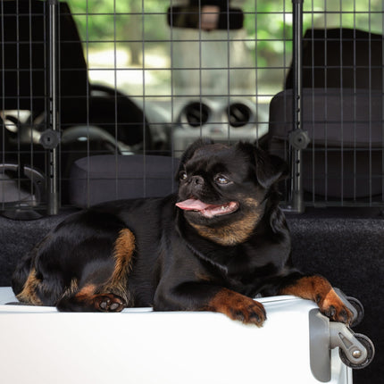 Dog Protection Car Universal Large