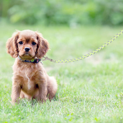 Dog leash 2.50 m