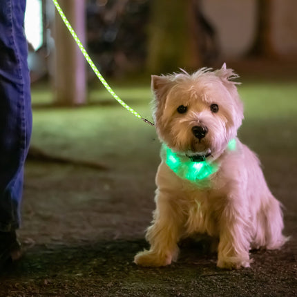 Dog leash 2.50 m