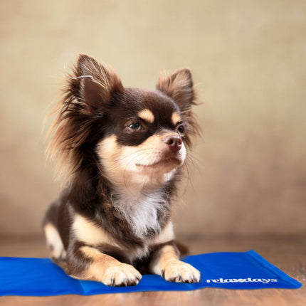 Dog mat blue
