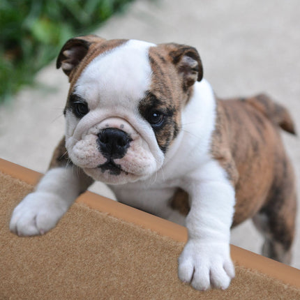 Dog stairs 4 steps