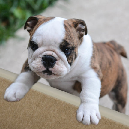 Dog stairs 4 steps