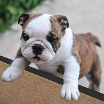 Dog stairs 4 steps