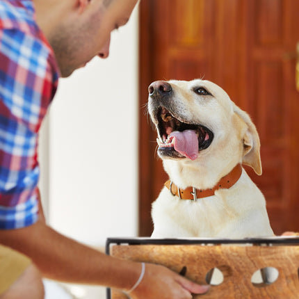 Feeding station "Woof" for dogs