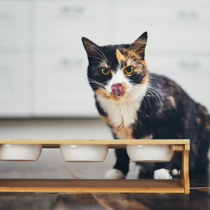Feeding station for cats with 3 bowls