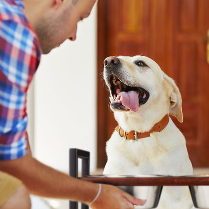 Feeding station for dogs