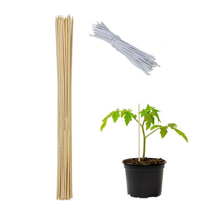 Flower sticks 60 cm in sets of 50