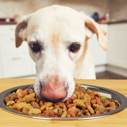 Food bowls in position