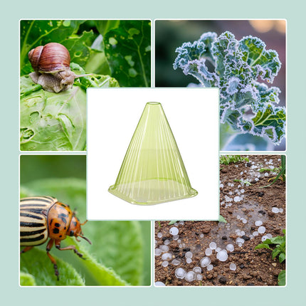 Garden Plant Cloches – Protect Seedlings from Pests