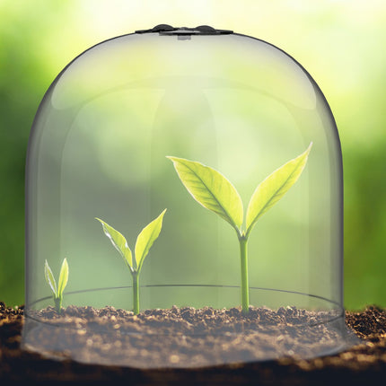 Garden Plant Cloches, Set of 10 – Pest & Weather Protection