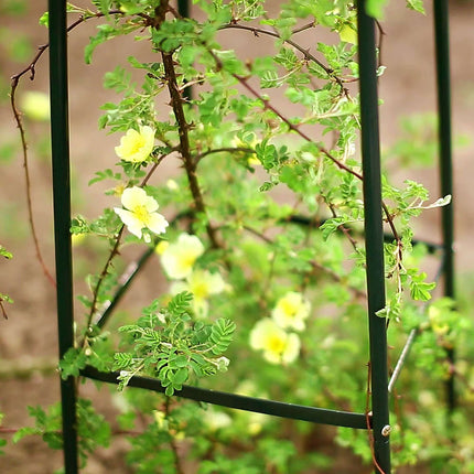 Garden trellis metal with lace
