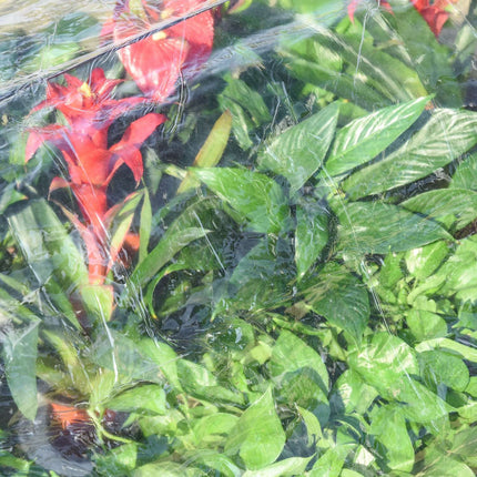 Transparent greenhouse, PVC and steel, 12 grids, 120x79x53cm
