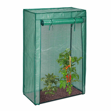 Greenhouse tomato cultivation