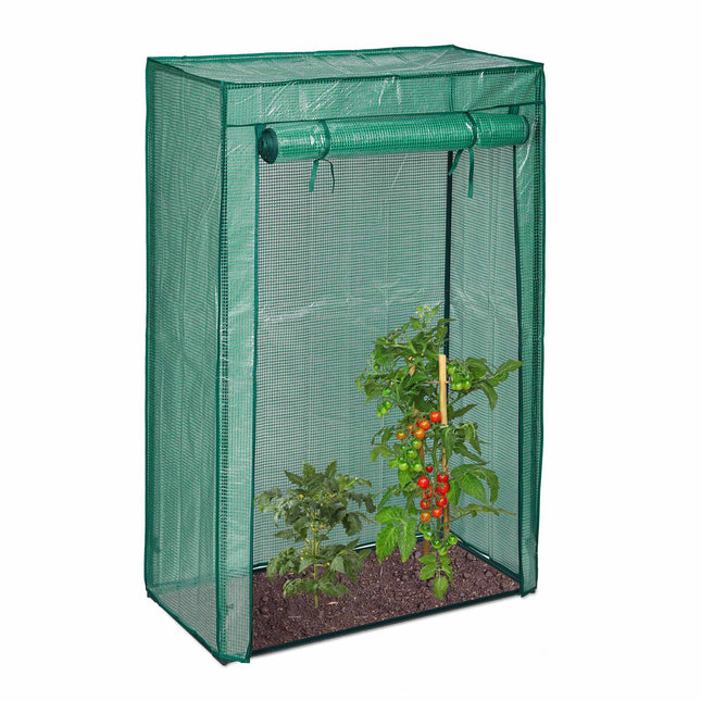 Greenhouse tomato cultivation
