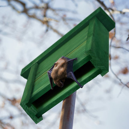 Green wooden bat box
