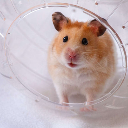 Hamster ball with light blue lid