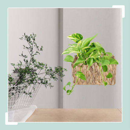 Hanging Plant Basket, Natural Water Hyacinth, Waterproof