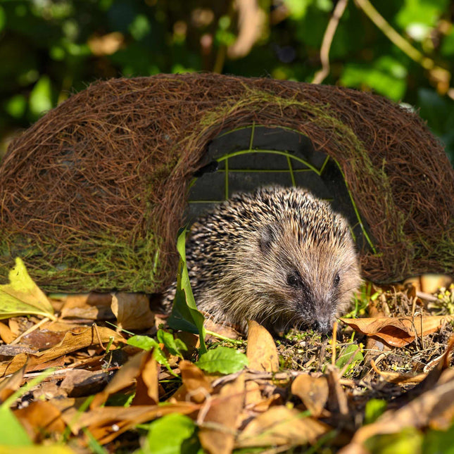Hedgehog house Igloo