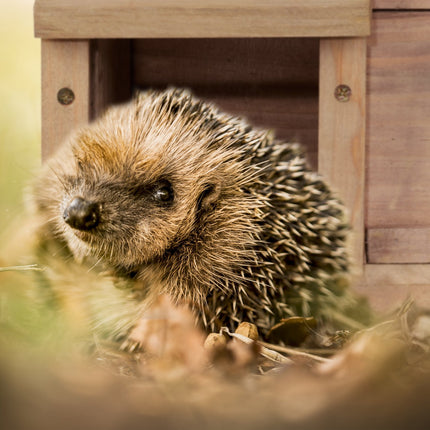 Hedgehog house with floor