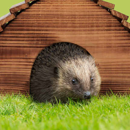 Hedgehog house with floor