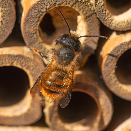 Hexagonal Insect Hotel for Bees
